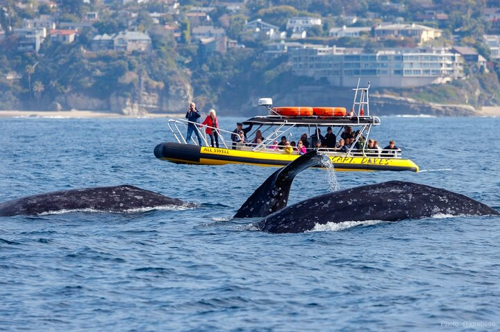 Three gray whales alongside AllsWell